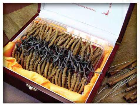 滴道冬虫夏草回收